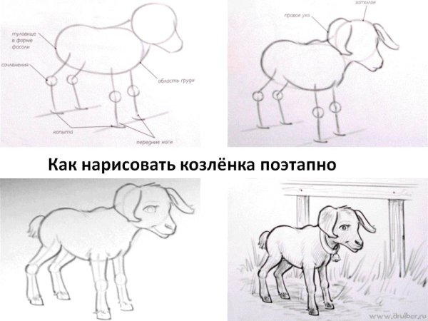 Как нарисовать козленка