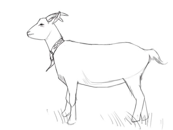Как нарисовать козу