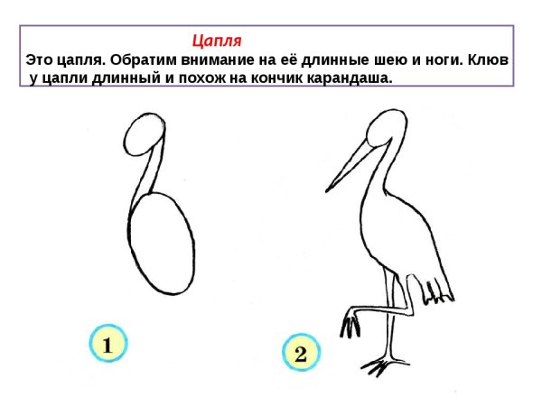 Цапля рисунок пошагово
