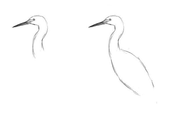 Цапля поэтапное рисование