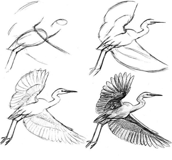 Зарисовки птиц в полёте