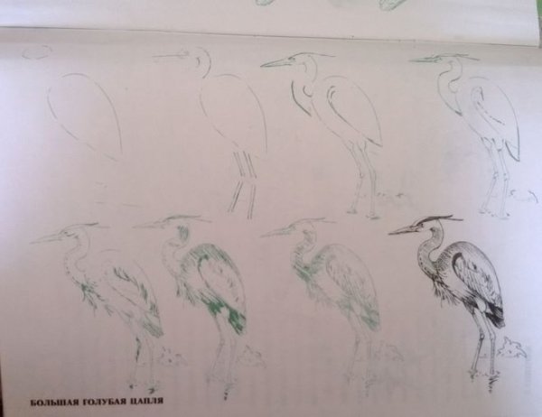 Учимся рисовать цаплю