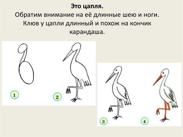 Нарисовать цаплю поэтапно для детей