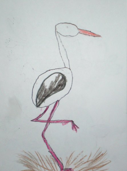 Цапля рисунок карандашом