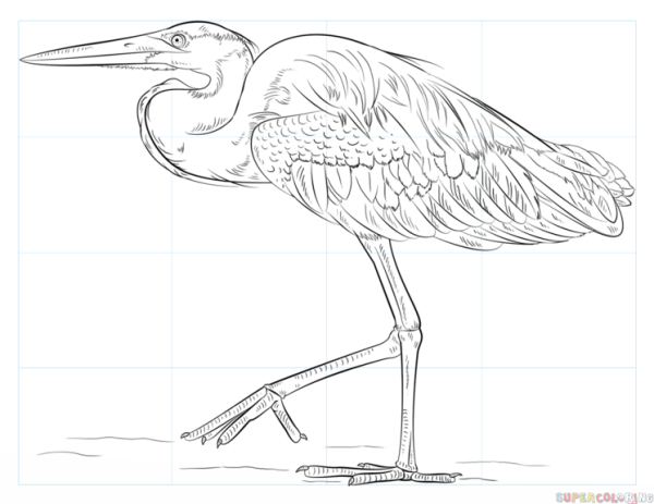 Цапля карандашом