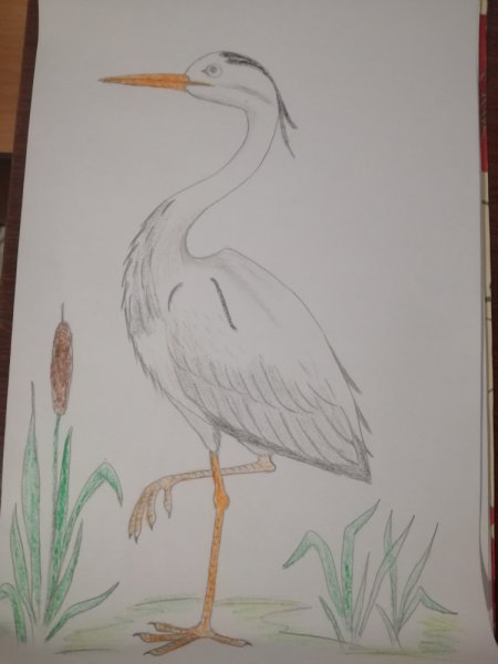 Журавль рисунок карандашом