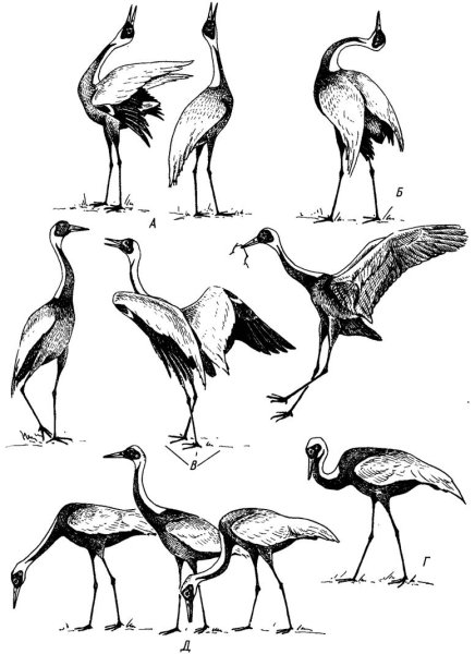 Поэтапное рисование Цапли для детей