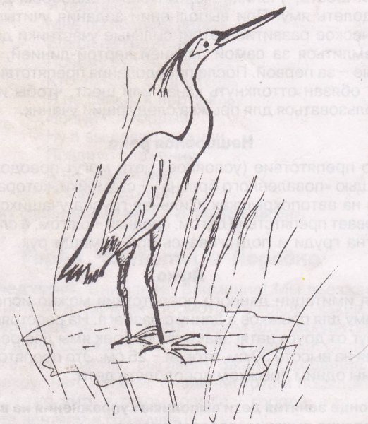 Цапля рисунок карандашом
