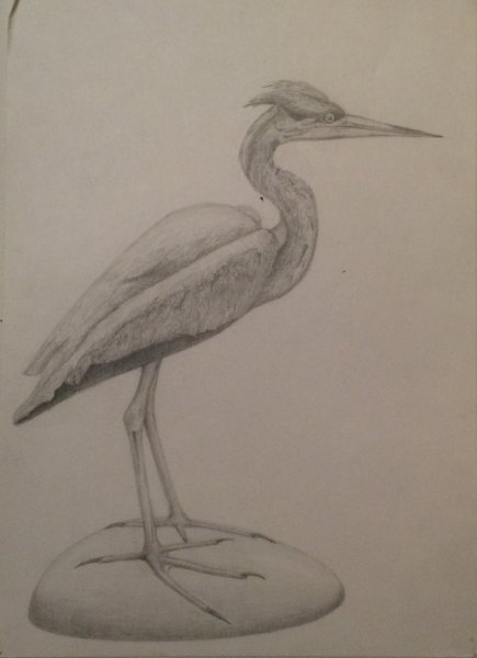 Журавль поэтапный рисунок