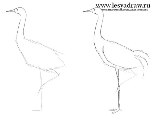 Журавль рисунок карандашом для детей легкий