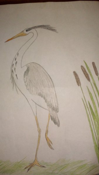 Цапля схематично