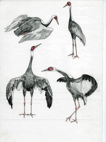 Поэтапное рисование журавля для детей