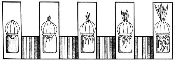 Стадии прорастания лука в воде