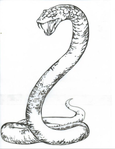 Кобра поэтапно карандашом