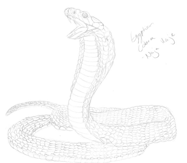Рисунок змеи карандашом для начинающих