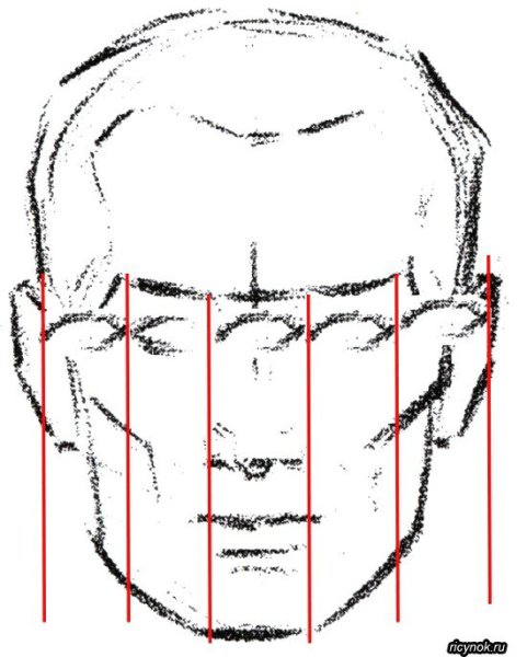 Пропорции лица скулы