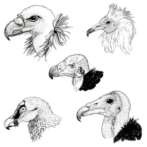 Референсы стервятников