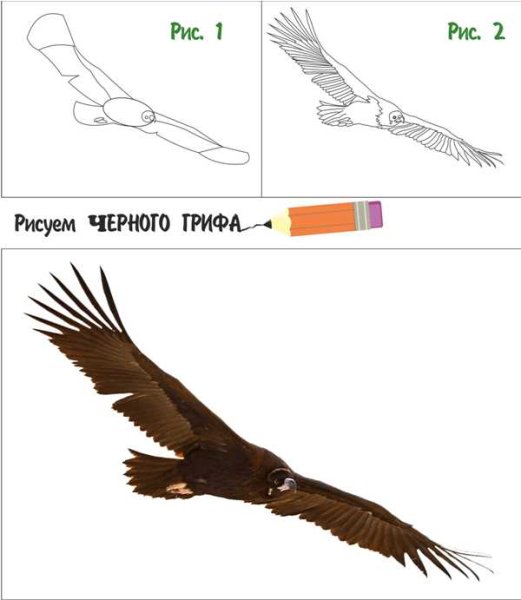 Гриф рисунок поэтапно