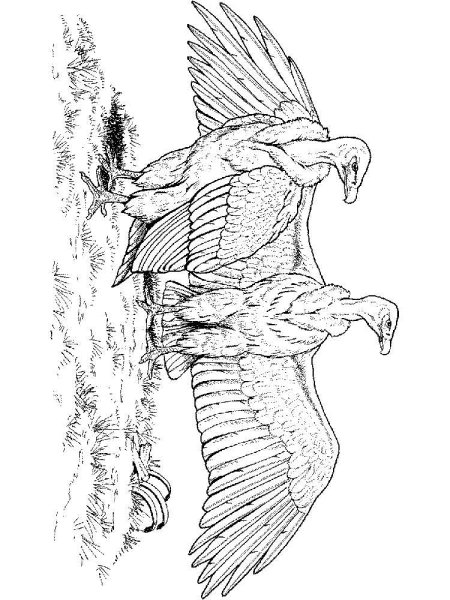 Птица гриф раскраска