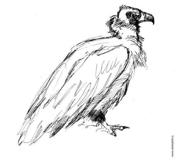 Наброски животных и птиц