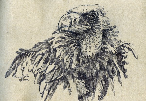 Стервятник птица падальщик зарисовка