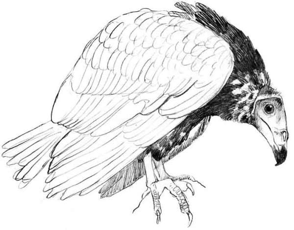 Стервятник скетчи