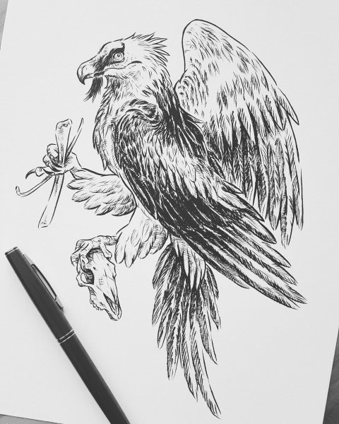 Гриф зарисовки