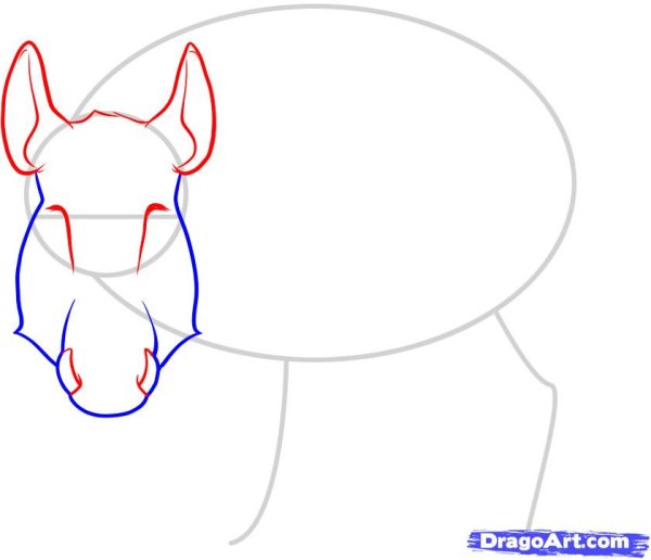 Как нарисовать кабана