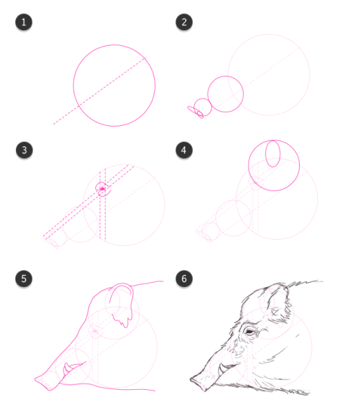 Поэтапное рисование кабана для детей