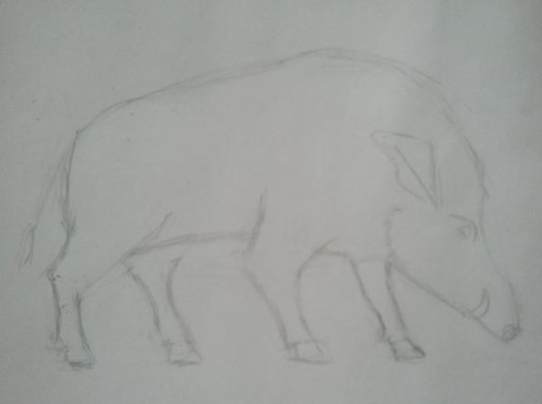 Поэтапное рисование кабана