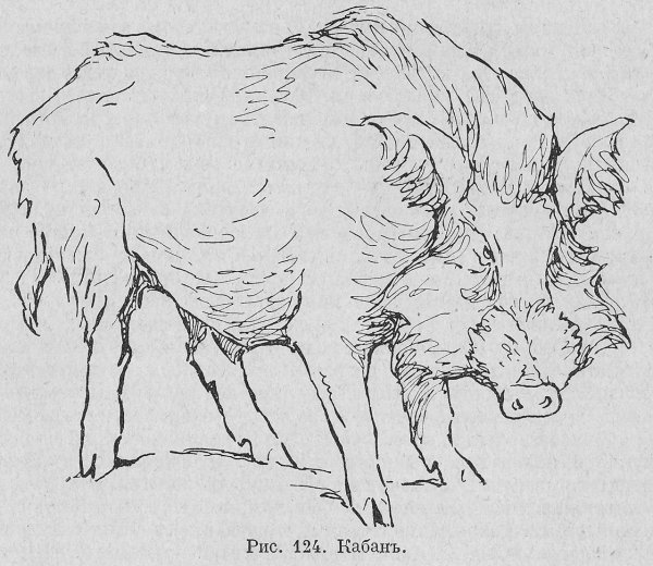 Кабан рисунок