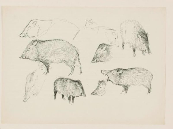 Стадо Кабанов рисунок