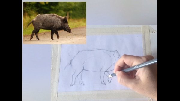 Кабан рисунок красками