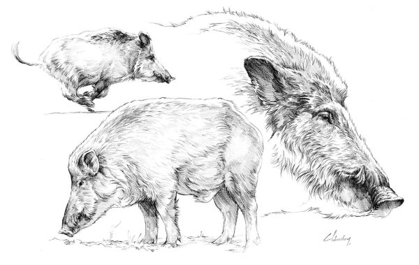 Кабан карандашом