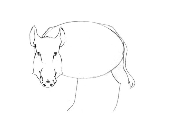 Как нарисовать кабана