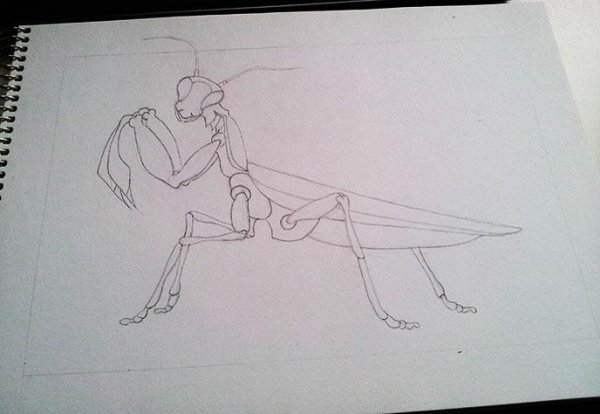 Богомол карандашом