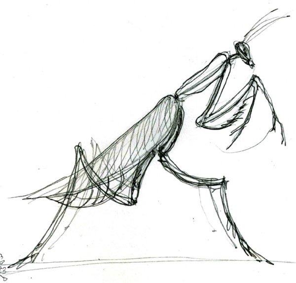Наброски насекомых карандашом