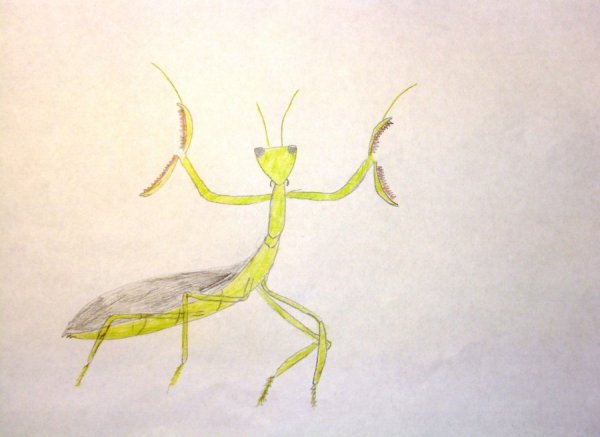 Рисование богомол в подготовительной группе