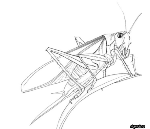 Насекомые рисунок карандашом