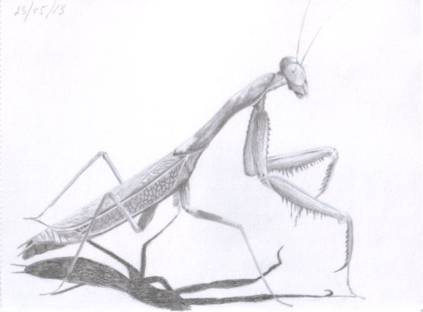 Дети богомола