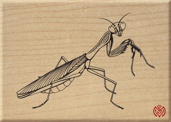 Поэтапное рисование кузнечика