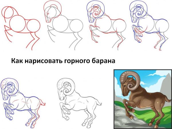 Как нарисовать барана