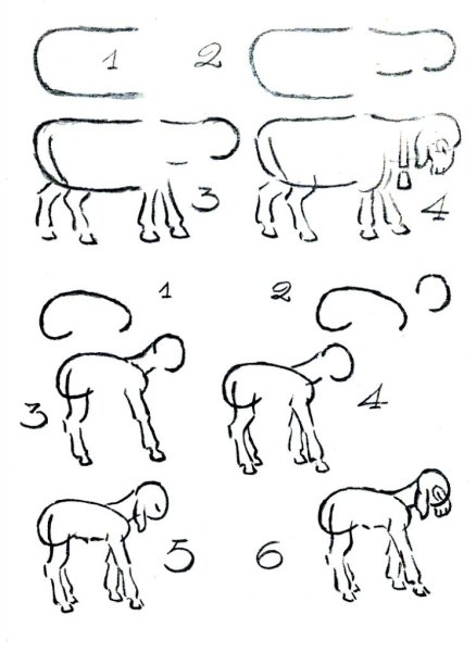 Поэтапное рисование барана
