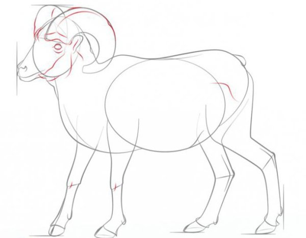Как нарисовать барана