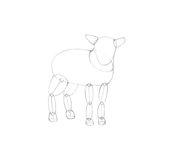 Рисунок баран карандашом для детей поэтапно
