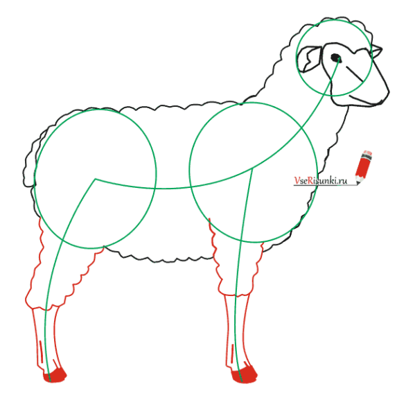 Баран поэтапно