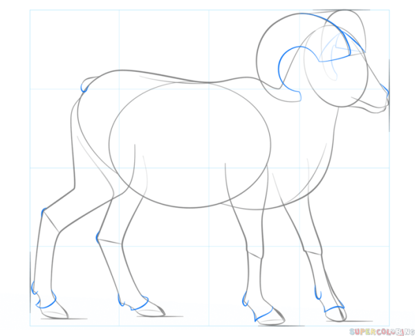 Как нарисовать снежного барана