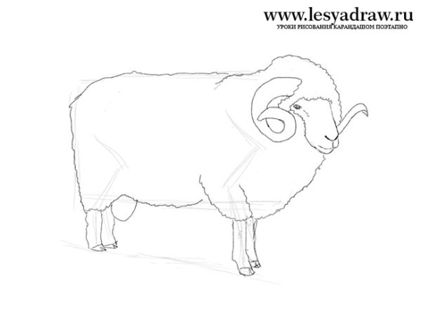 Горный баран рисунок карандашом поэтапно
