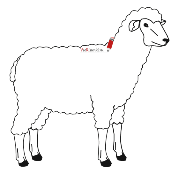 Рисование овцы поэтапное для детей