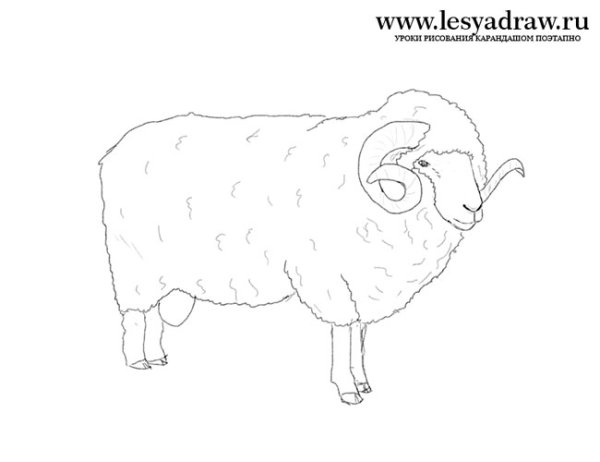 Баран для срисовки карандашом
